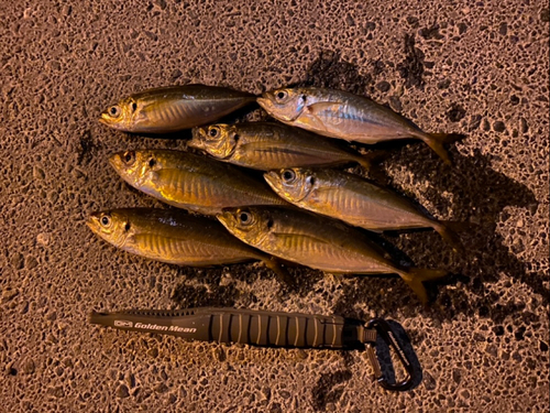 アジの釣果