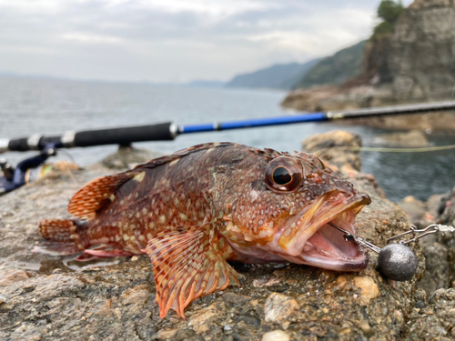 カサゴの釣果