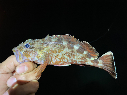 アラカブの釣果