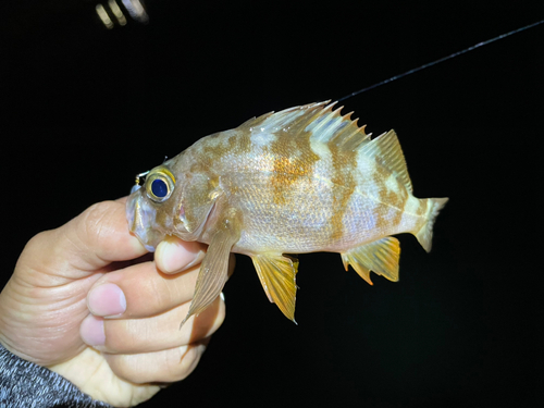 メバルの釣果