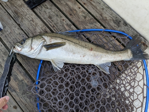 スズキの釣果