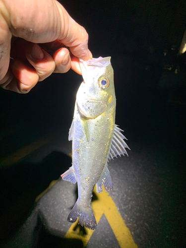 セイゴ（マルスズキ）の釣果