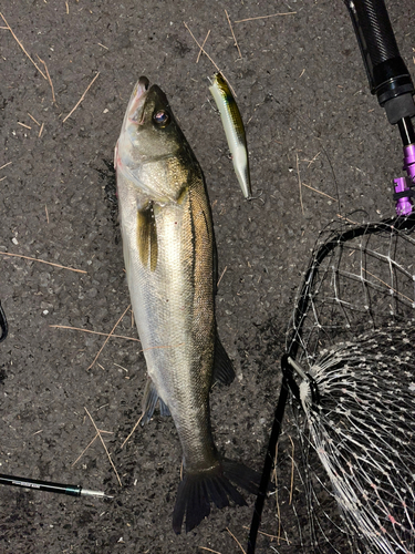 シーバスの釣果