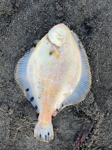 マツカワの釣果