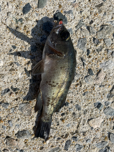 メバルの釣果