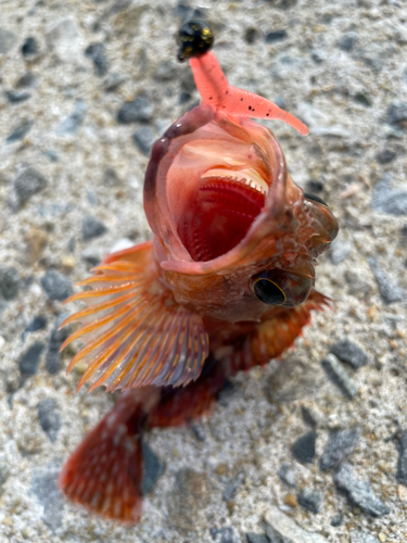 カサゴの釣果