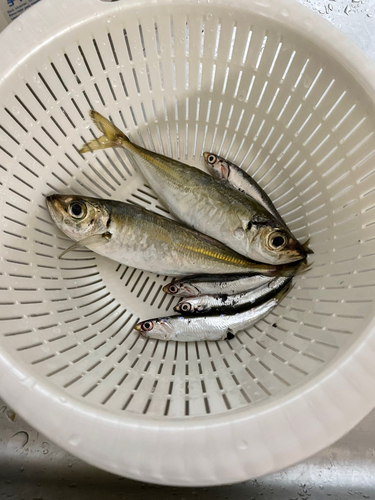 アジの釣果