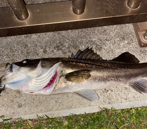 スズキの釣果