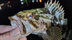 ベッコウゾイの釣果