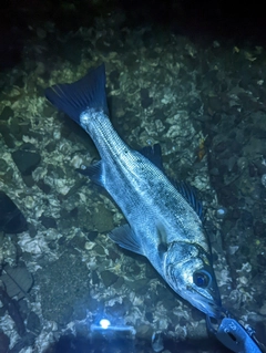 ヒラスズキの釣果