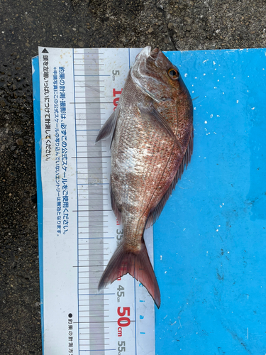 マダイの釣果