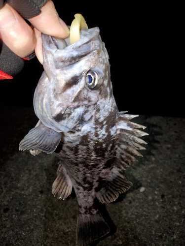 クロソイの釣果