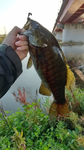 スモールマウスバスの釣果