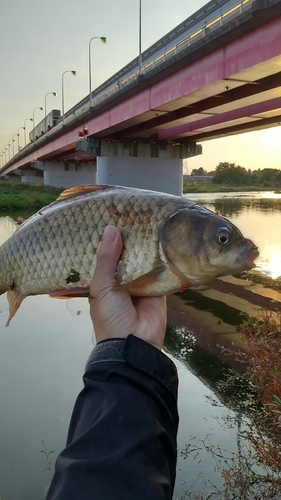 マブナの釣果