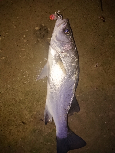 スズキの釣果