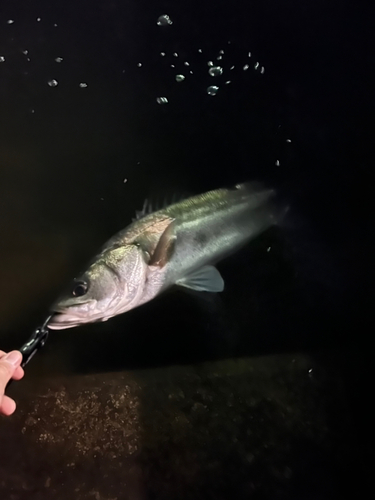 シーバスの釣果