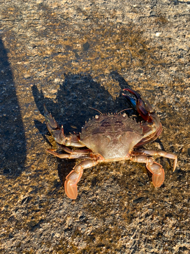 カニの釣果