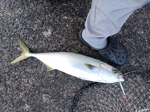 メジロの釣果