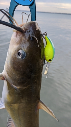 アメリカナマズの釣果