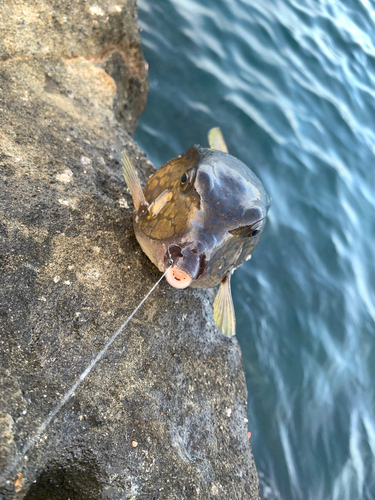 ハコフグの釣果