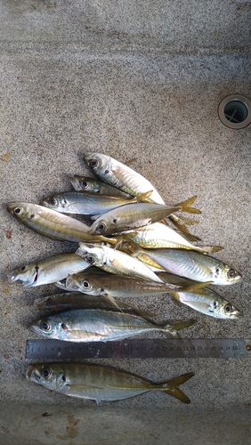 アジの釣果