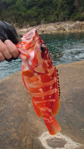 アカハタの釣果