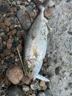 ショゴの釣果