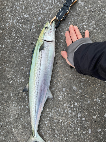 サゴシの釣果