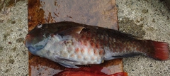 イガミの釣果