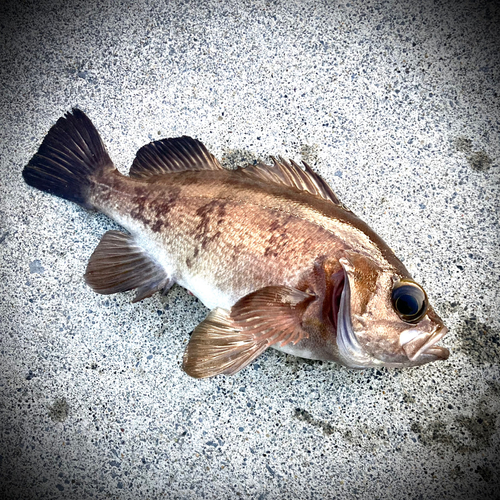 シロメバルの釣果