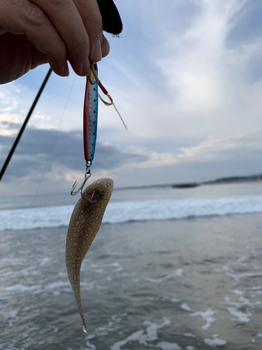 シタビラメの釣果