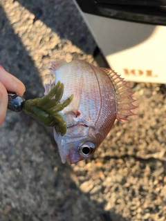 チャリコの釣果