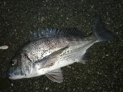 クロダイの釣果