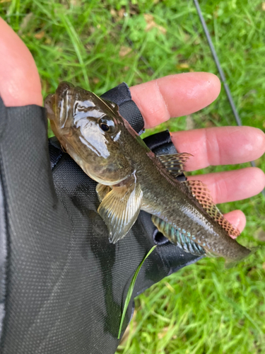 マハゼの釣果