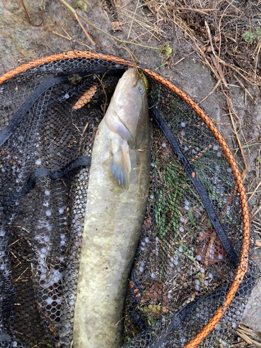 ナマズの釣果