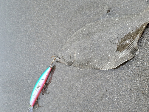 ソゲの釣果