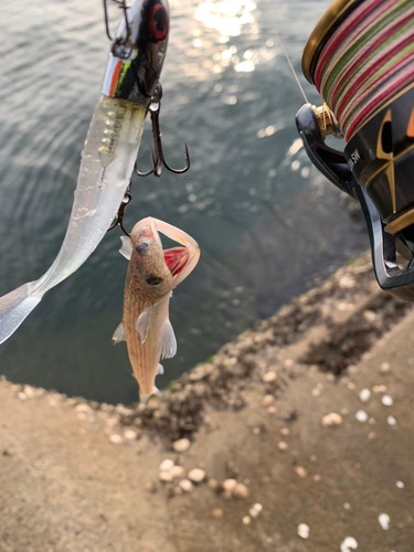 エソの釣果