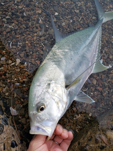 オニヒラアジの釣果