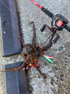 タコの釣果