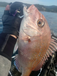 タイの釣果