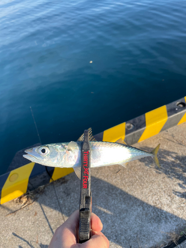 サバの釣果