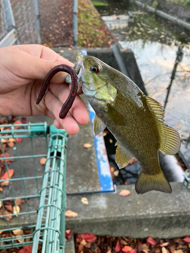 スモールマウスバスの釣果