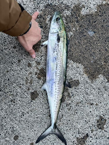 フッコ（マルスズキ）の釣果