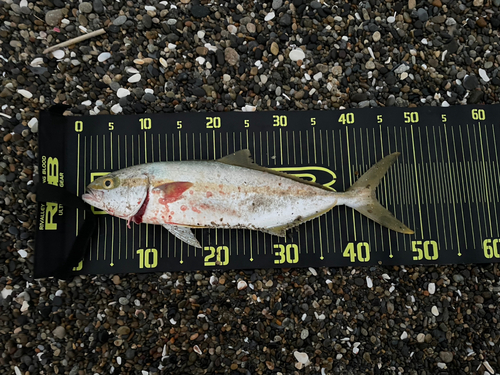 イナダの釣果