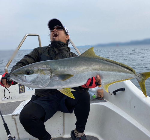 ヒラマサの釣果