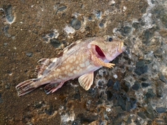 カサゴの釣果