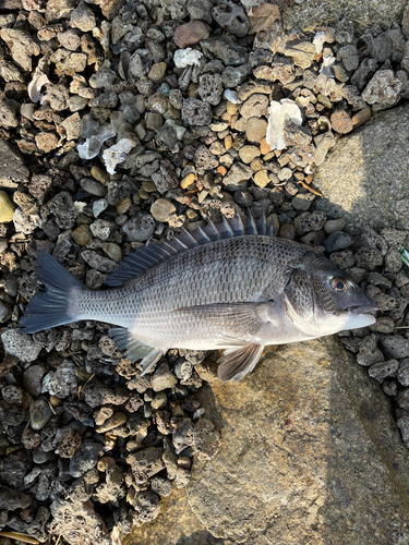 クロダイの釣果