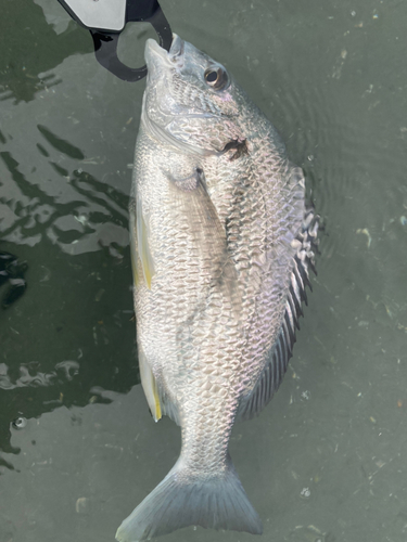 キビレの釣果