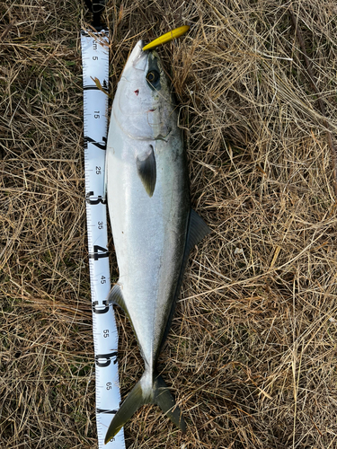 ブリの釣果