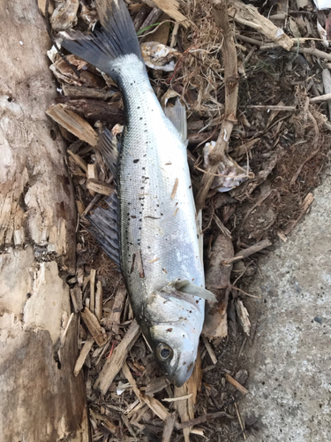 セイゴ（マルスズキ）の釣果